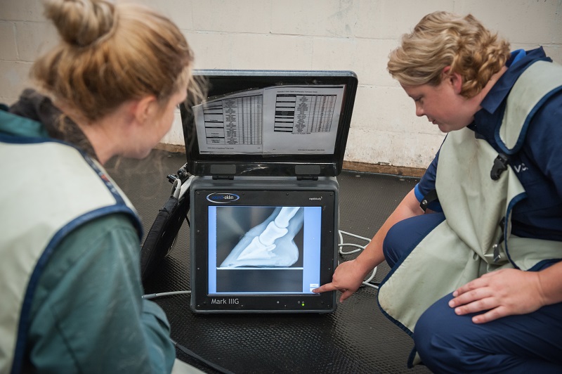 Laminitis Causes Signs Management And Prevention Hygain Horse Feed