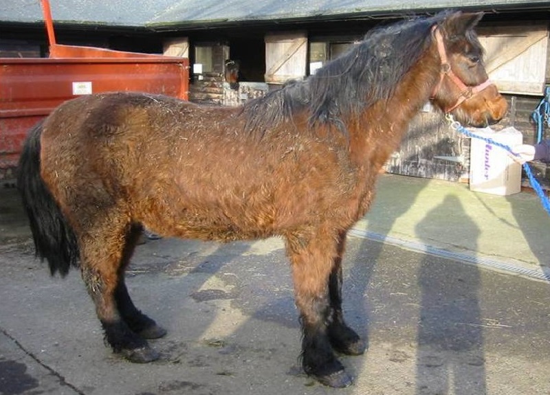 Equine with Cushings Disease
