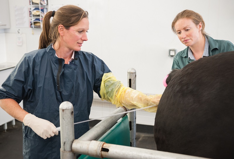 Vet is artificially inseminating a mare, whilst a veterinary student looks on.