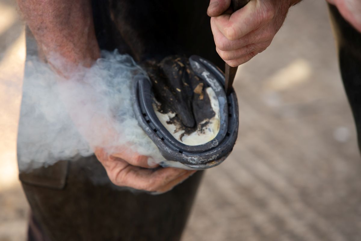 Farrier close up on new horseshoe being applied