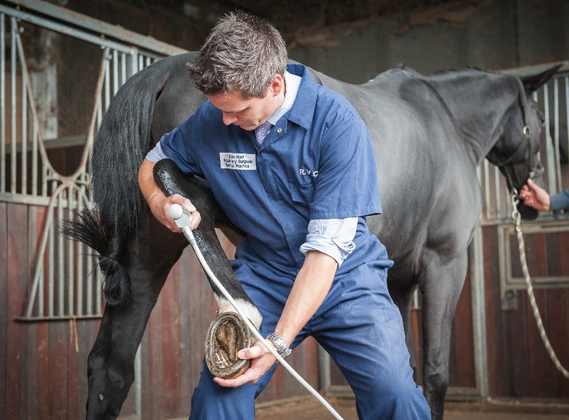 Vet using ESWT on the back leg of a horse