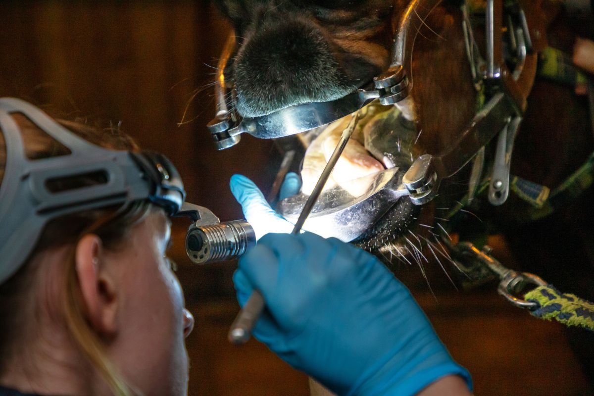 Vet using an instrument on the mouth of a horse