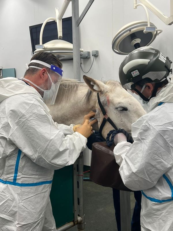 Equine Tumour Specific Electroporation