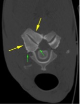 CT scan of horse's neck