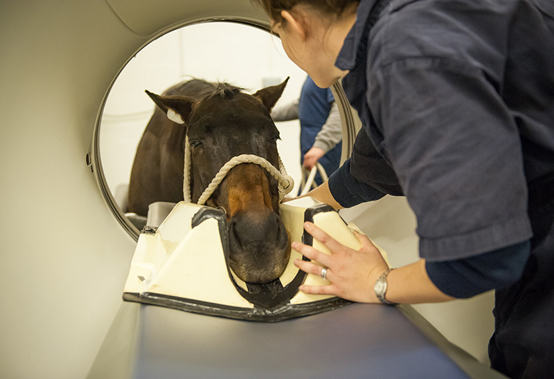 horse's head sticking through CT scanner