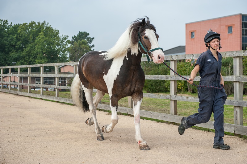 horse being exercised at the RVC Equine Hospital