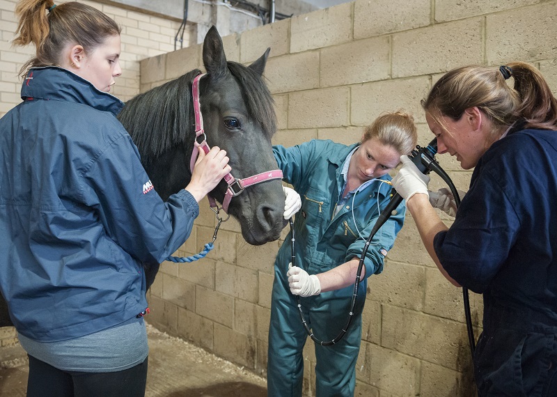 Endoscopy of a horse's airways