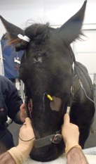 horse having PENS treatment