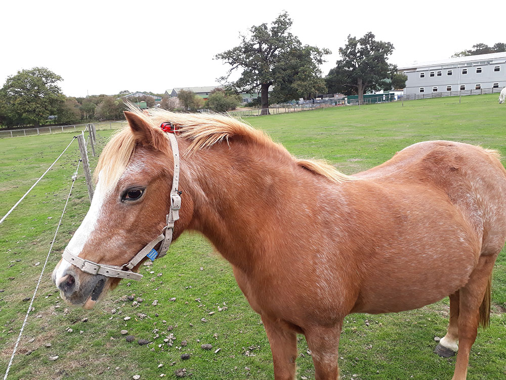 physical activity tracker equine laminitis research