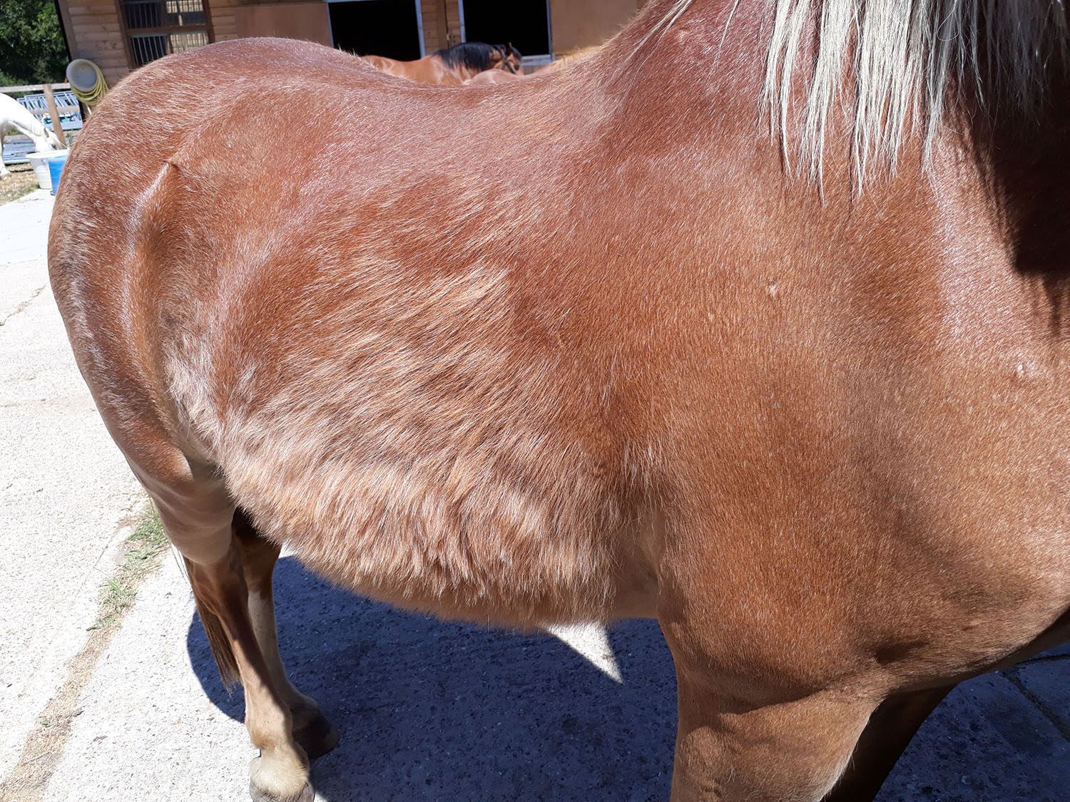 pony with PPID pituitary pars intermedia dysfunction