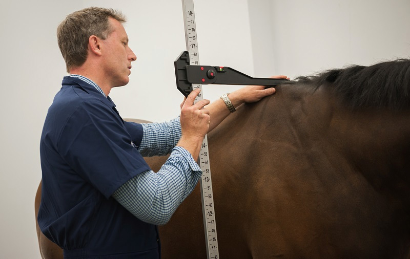 Veterinarian taking a height measurement from a horse's withers.