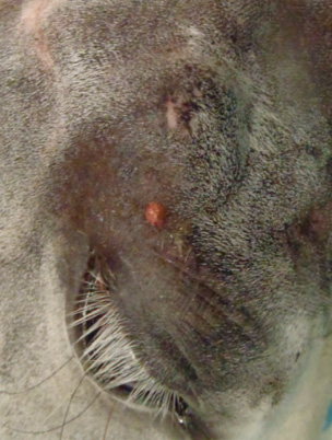 Sarcoid above a horse's eye