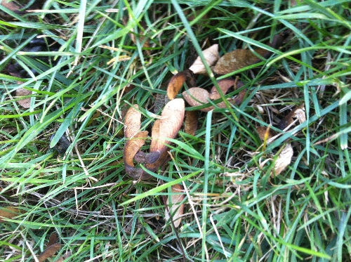 Seed pods from a sycamore tree on the ground in pasture. Ingestion of these seeds can prove toxic to horses and can lead to the horse contracting Atypical Myopathy
