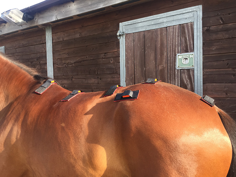 horse's back with small sensors attached