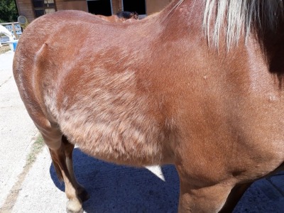 pony with PPID pituitary pars intermedia dysfunction 