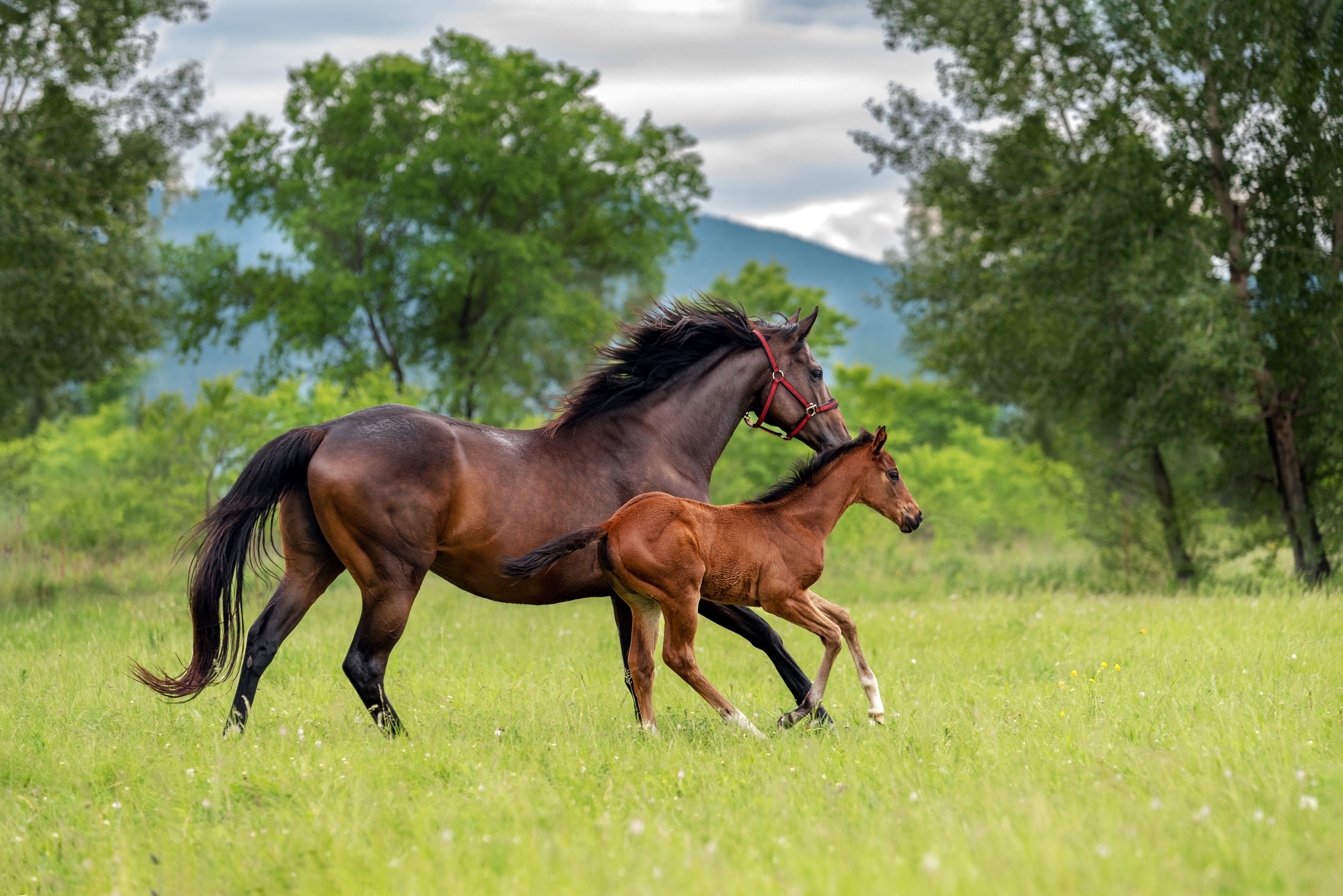 Thoroughbred mare and foal