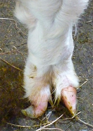 alpaca foot with distorted nail