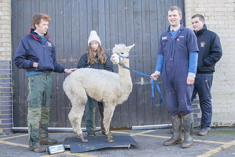 alpaca standing on a scale with vets standing around