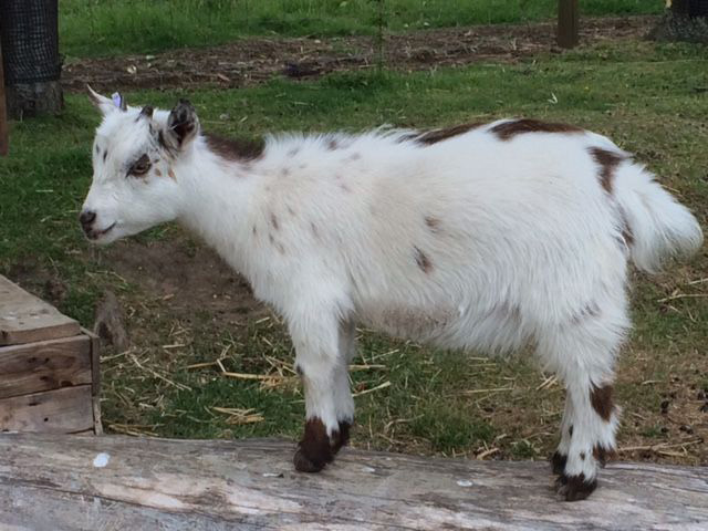 goat