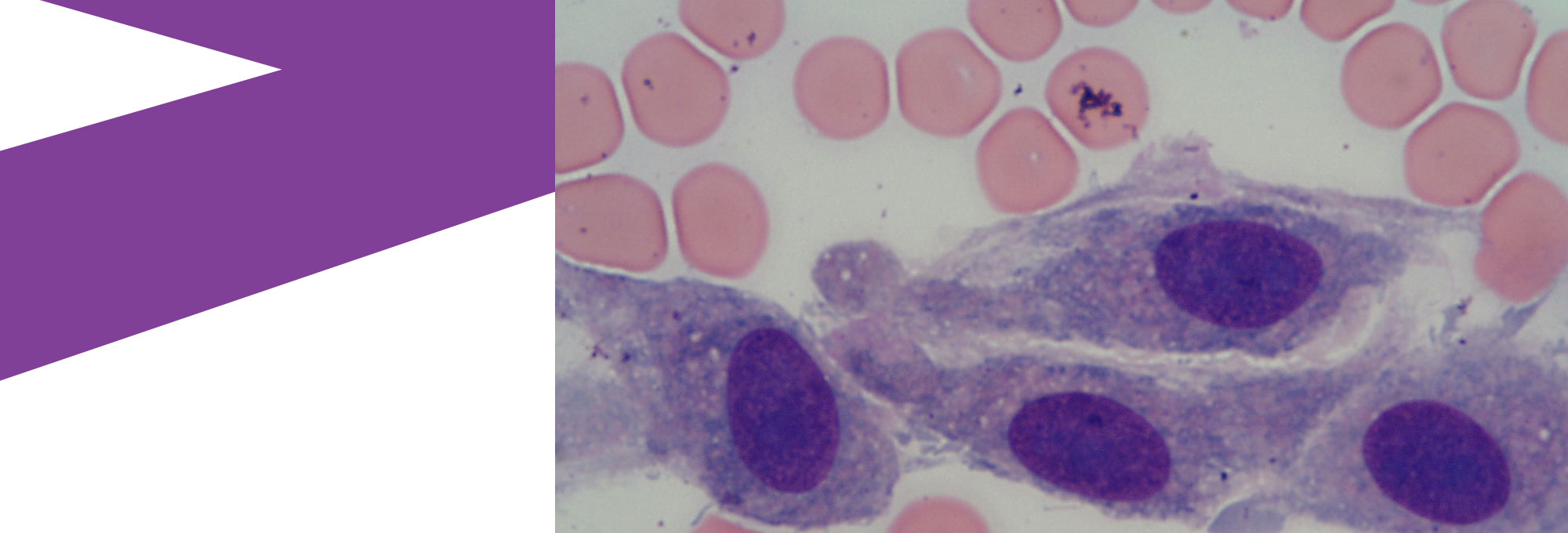 pathology and diagnostic laboratories royal veterinary college rvc