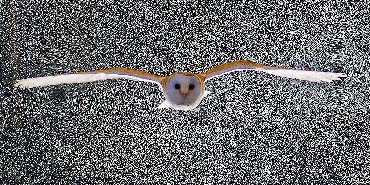 The Barn Owl moments after flying through an illuminated volume of helium-filled soap bubbles (white dots).