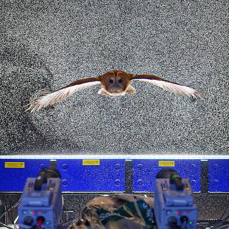 The measurement apparatus. In front, high-speed cameras record the Tawny Owl as it flies through helium-filled soap bubbles, illuminated by an array of four high-power LEDs (blue chassis at bottom)