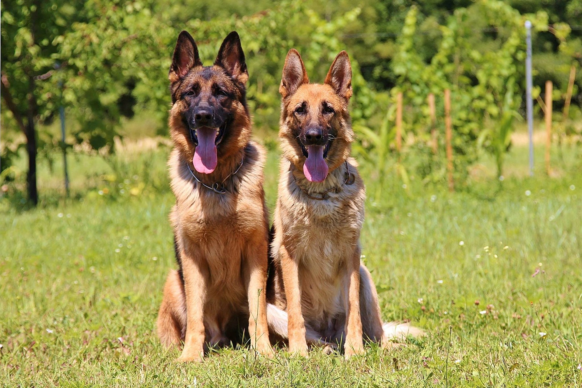 pictures of female german shepherds