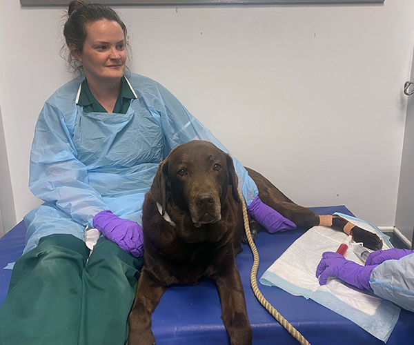 Haemangiosarcoma patient receiving treatment at the RVC