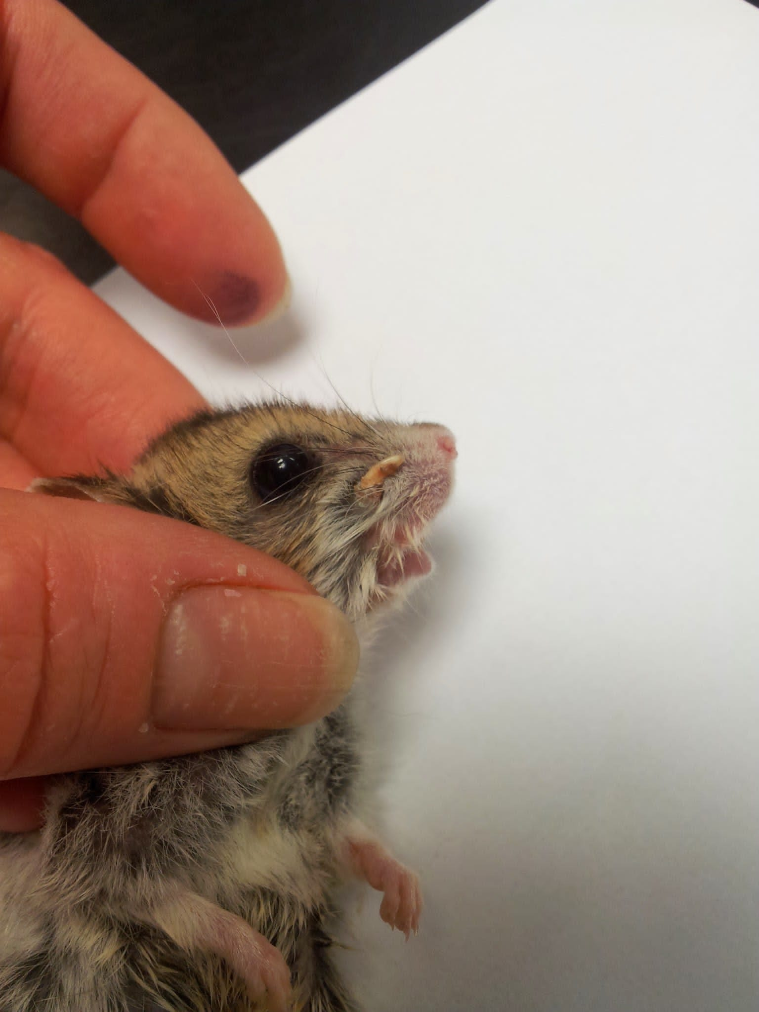 Winter White Hamster Lifespan: How Long Do They Live?