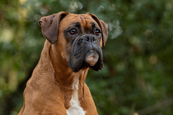 New RVC study identifies cancers as health priority in Boxer dogs