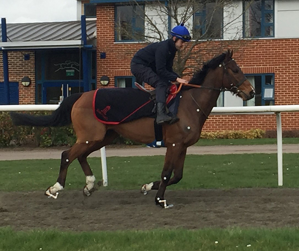 Horse galloping