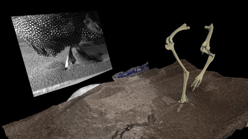 3D reconstruction of the bird’s leg and foot bones, as well as the footprints it left behind