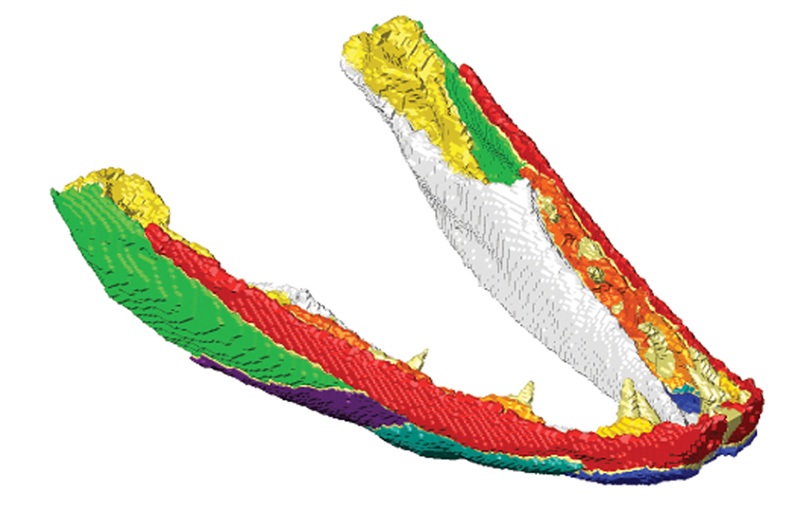 3D reconstruction of Eusthenopteron lower jaw