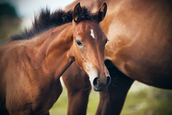 Thoroughbred foal and mare for Fragile Foal Syndrome Research