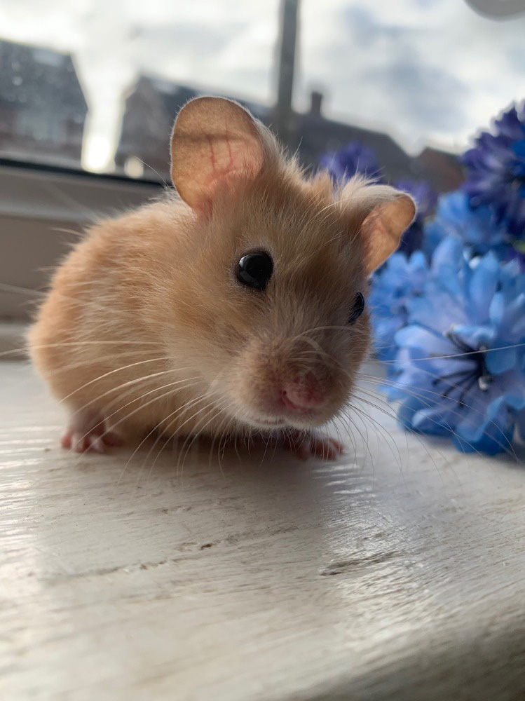 Syrian Vs. Siberian Hamsters