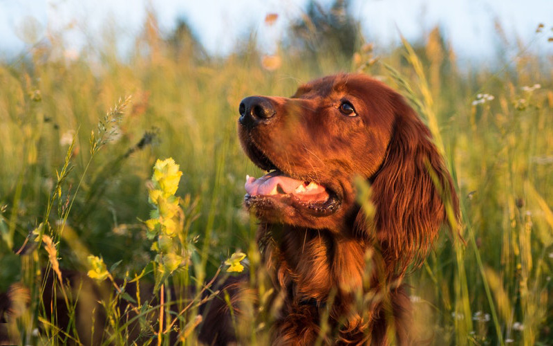 close-up of irish red setter in long grass