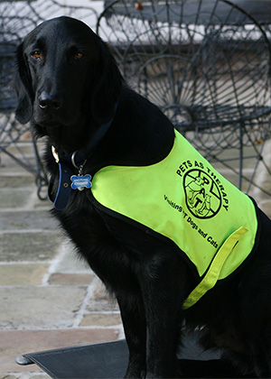 dog wearing Pets as Therapy jacket