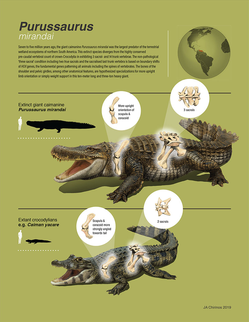 Ancient bus-sized crocodile had extra vertebra to assist movement, new  study shows