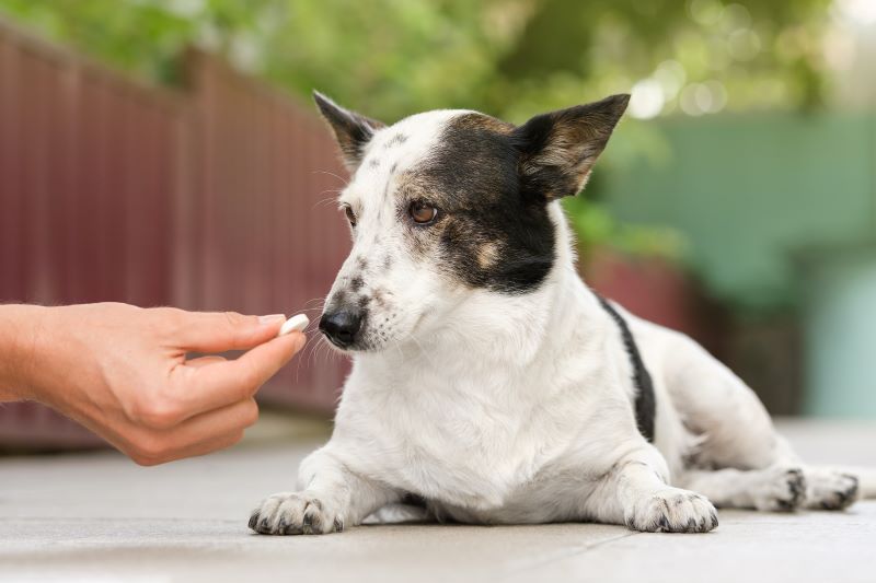 How to Know If a Dog Has a Fever: Signs and Symptoms Revealed