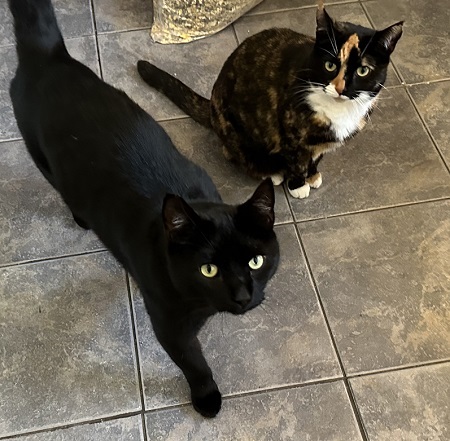 Gru and Mitzy - RVC Feline Blood Donors of the Year 2023