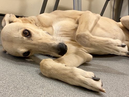 Oliver Kenyon RVC Canine Blood Donor of the Year 2023