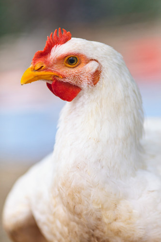 close up of hen's head