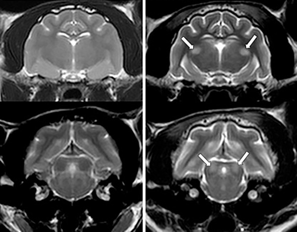 MRI scans of cat brain