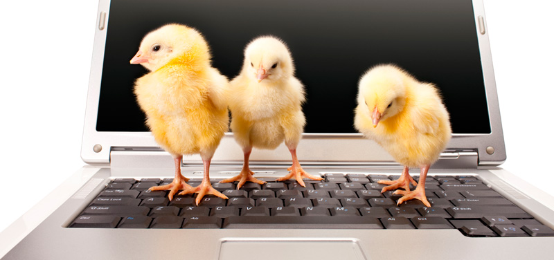 three baby chicks standing on the keyboard of a laptop computer