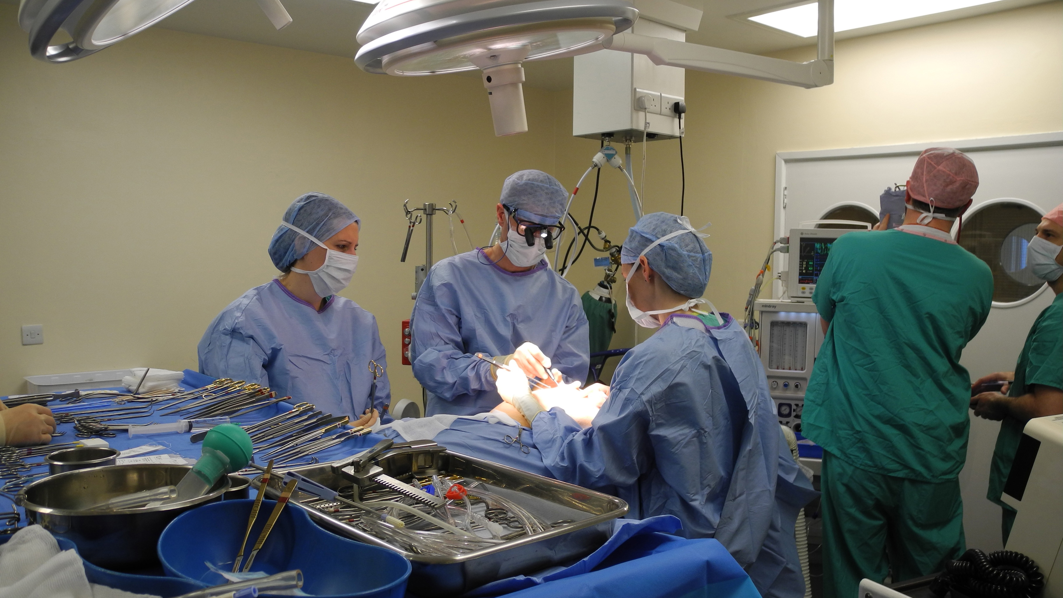 surgical team operating on a veterinary patient