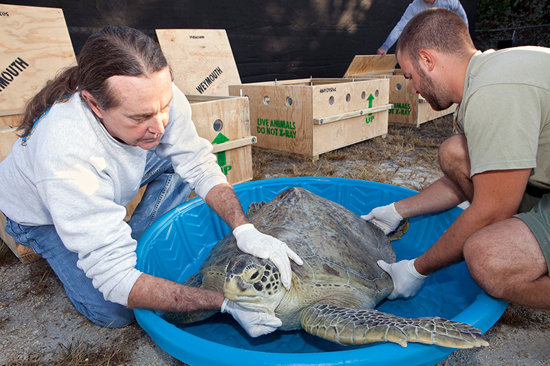 sea turtle