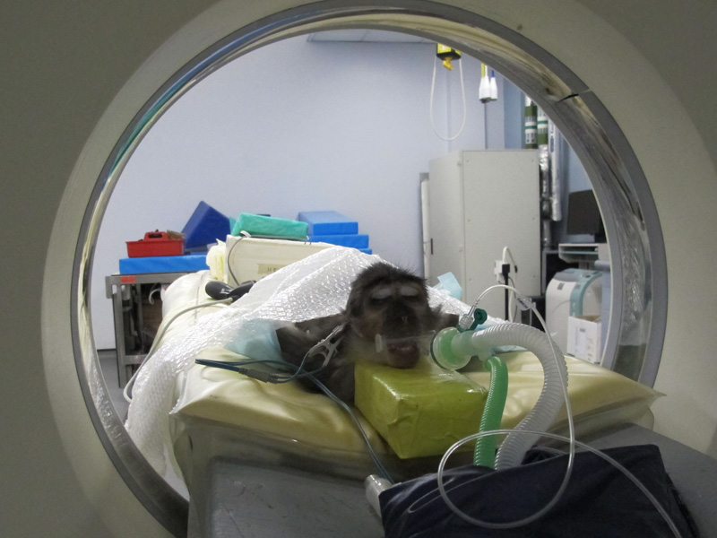 monkey going into a CT scanner