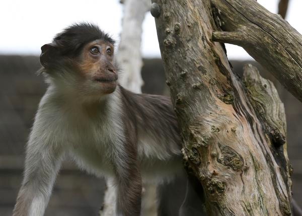 monkey in the branches of a tree