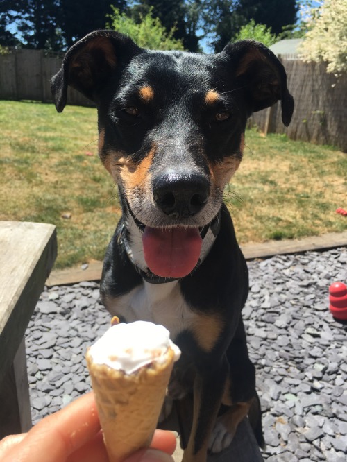 Dog looking at an ice cream