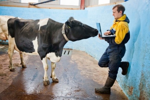 Cow looking at researcher using laptop